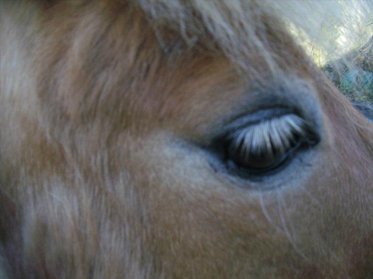 Shetlænder Felix  billede 17