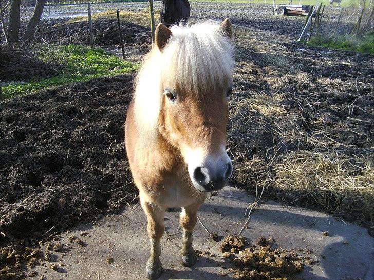 Shetlænder Felix  billede 18