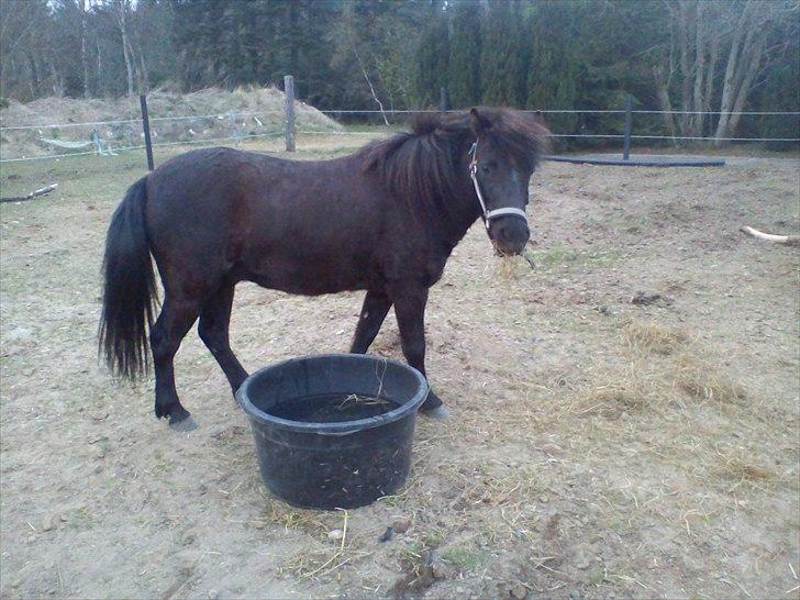 Anden særlig race Blackie - lige da han var kommet ;) billede 1