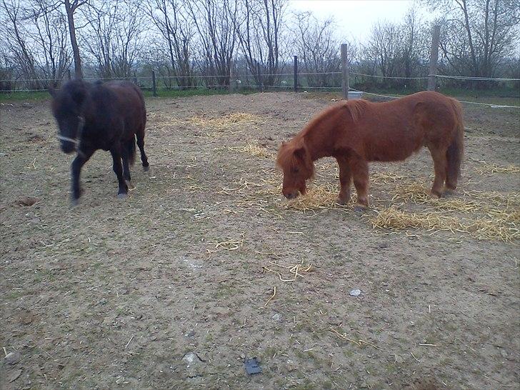Anden særlig race Blackie - Blackie og Jubilie billede 2