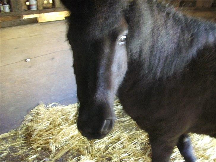 Islænder Eistla skuld nord billede 12