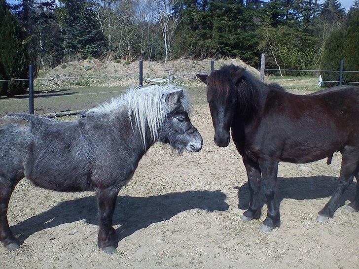Anden særlig race Blackie - Jasmin og Blackie billede 3