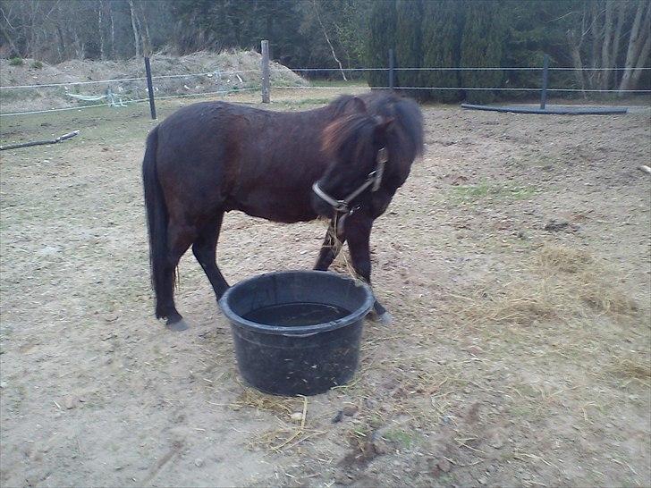 Anden særlig race Blackie billede 4