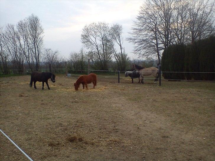 Anden særlig race Blackie billede 5