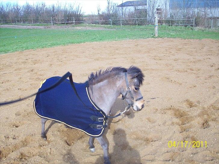 Dansk Miniature Teglmosen's Evita billede 11