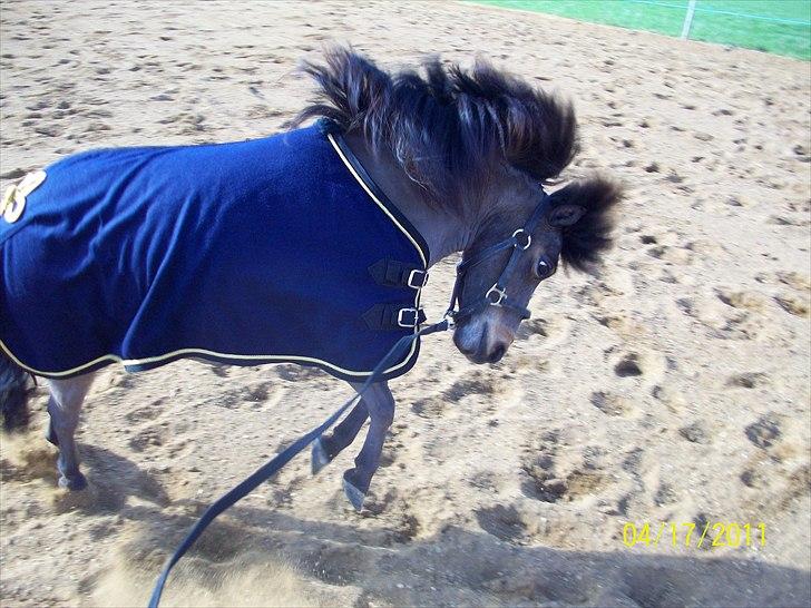 Dansk Miniature Teglmosen's Evita billede 13