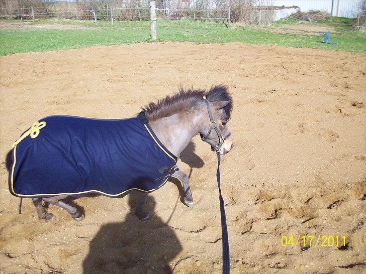 Dansk Miniature Teglmosen's Evita billede 15