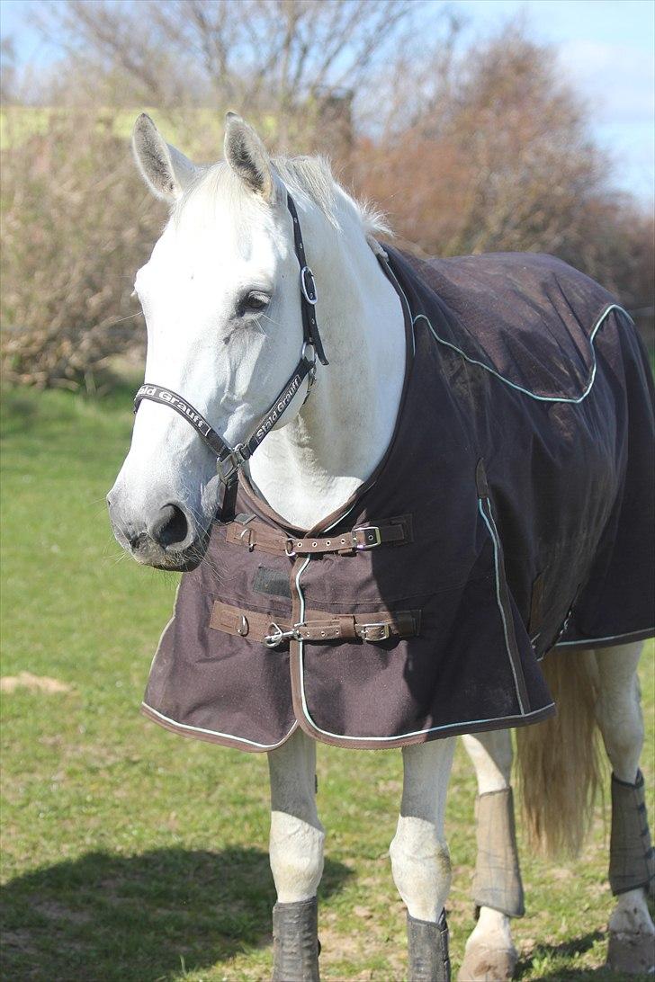 Anden særlig race Tibbury - På fold :) billede 3