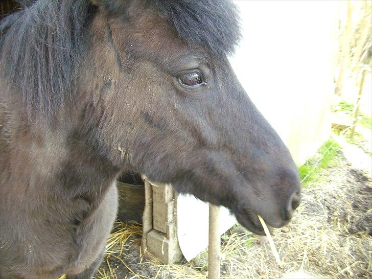 Islænder Eistla skuld nord billede 13