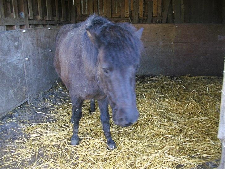 Islænder Eistla skuld nord billede 14