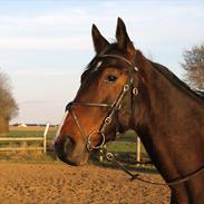 Anden særlig race Jupiter [ Himmel Hest ]