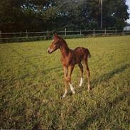 Dansk Varmblod Abentos