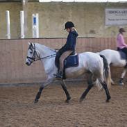 Connemara Irish Rose