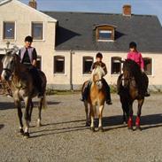 Haflinger Essina Aka. Flæske