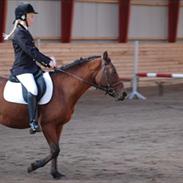 New Forest Arizona part