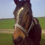 Dansk Varmblod Cabaret