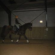 Dansk Varmblod Cabaret