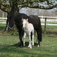 Welsh Partbred (Sec F) Magnificent Mila