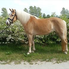 Haflinger Nanna Wican