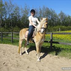 Haflinger Nanna Wican