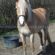 Haflinger Nanna Wican