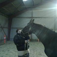 Fuldblod (XX) Matcho R.I.P du elsket og savnet