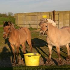 Fjordhest kildegårdens fie *RIP*