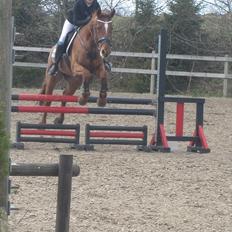 Irsk Sportspony Rivertown's Rose