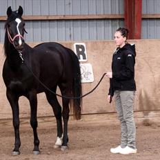 Sportsaraber (A) helleruphus pandora