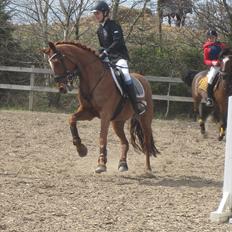 Irsk Sportspony Rivertown's Rose