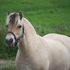 Fjordhest kildegårdens fie *RIP*