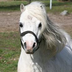 Welsh Mountain (sec A) Trellebjergs Don