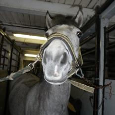 Anden særlig race Carreas