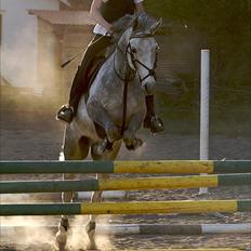 Anden særlig race Carreas