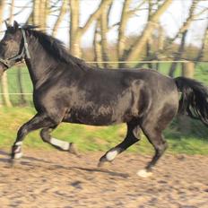 Anden særlig race Sampaio (aflivet)