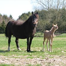 Palomino Romeo´s Luxus