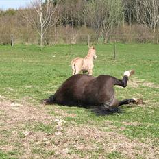 Palomino Romeo´s Luxus