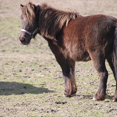 Dansk Miniature Allerupnords Queen