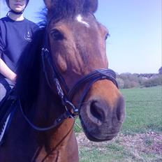 Anden særlig race Walter