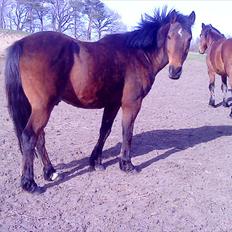 Anden særlig race Walter