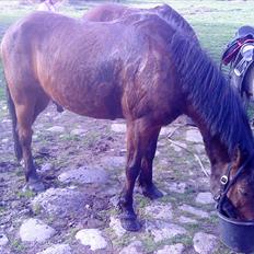 Anden særlig race Walter