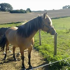 Anden særlig race Storm