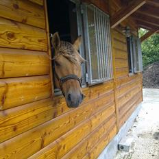 Anden særlig race Storm