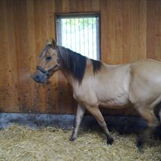 Anden særlig race Storm