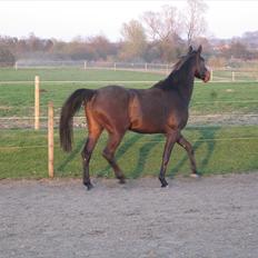 Dansk Varmblod remember me by friis