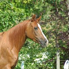 Arabisk fuldblod (OX) Bahia bint abhat ox