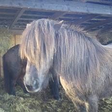 Islænder Pia fra fristup