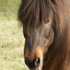 Islænder Mani fra Højmarken