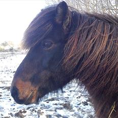 Islænder Mani fra Højmarken