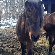 Islænder Mani fra Højmarken